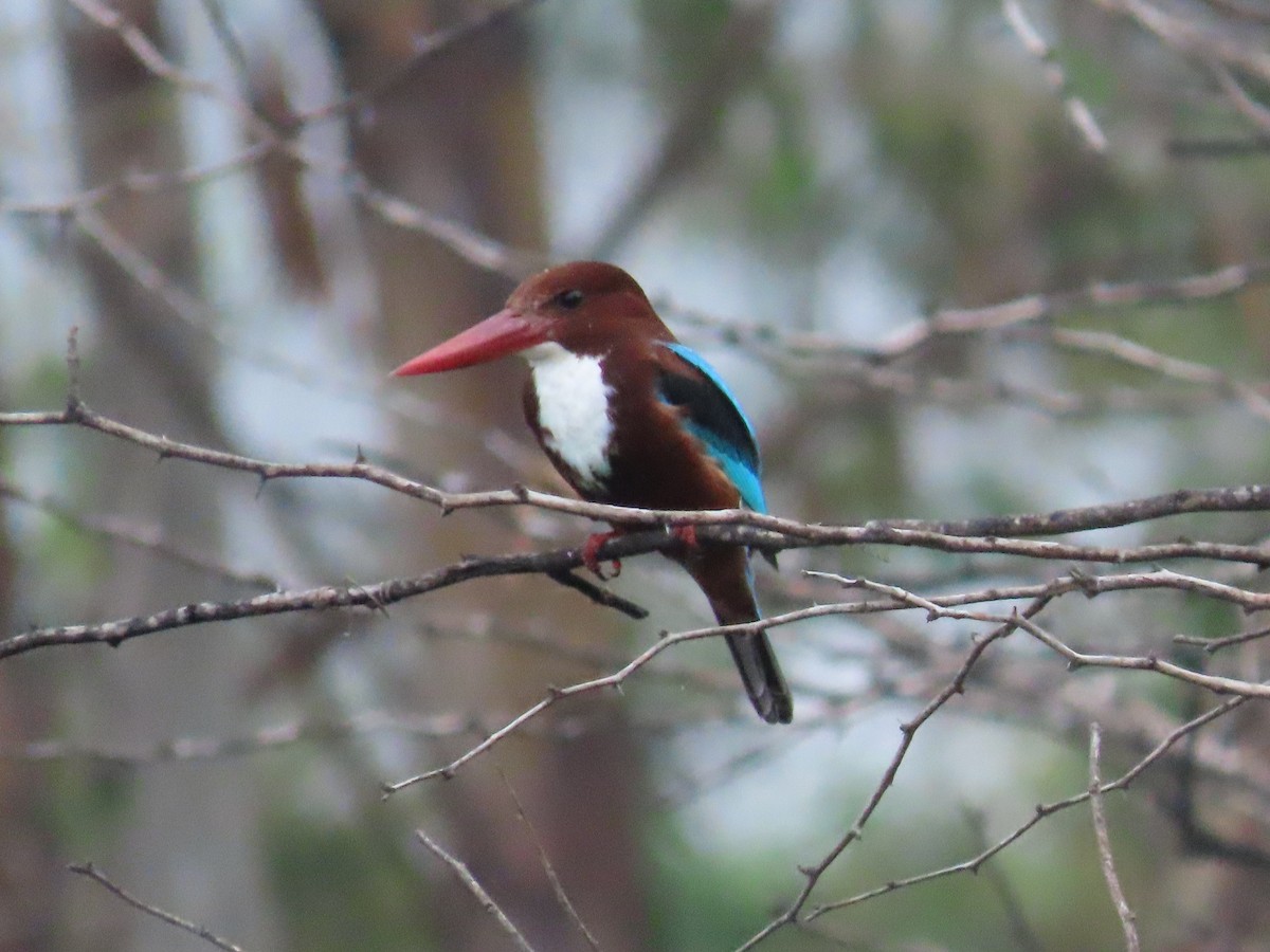 White-throated Kingfisher - ML613208356