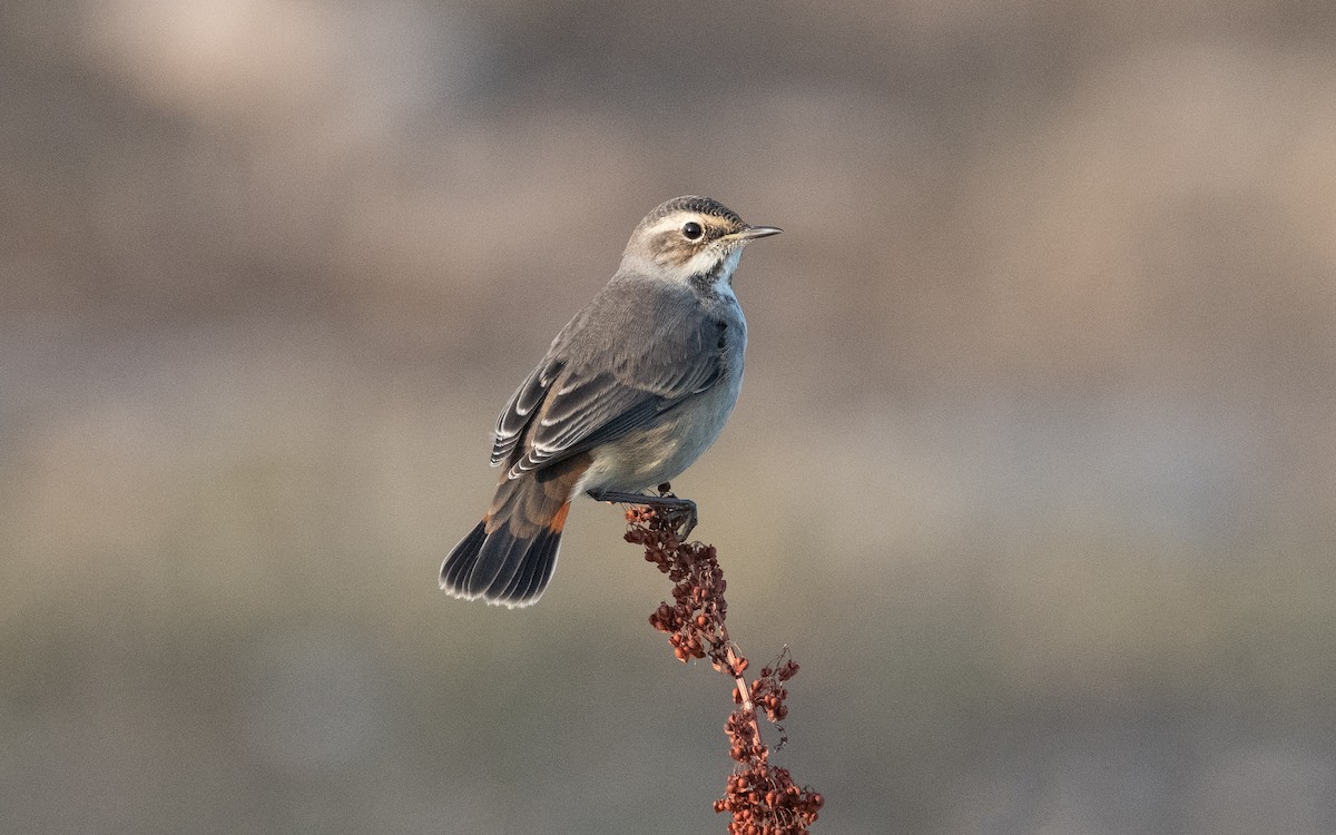 Bluethroat - Emmanuel Naudot