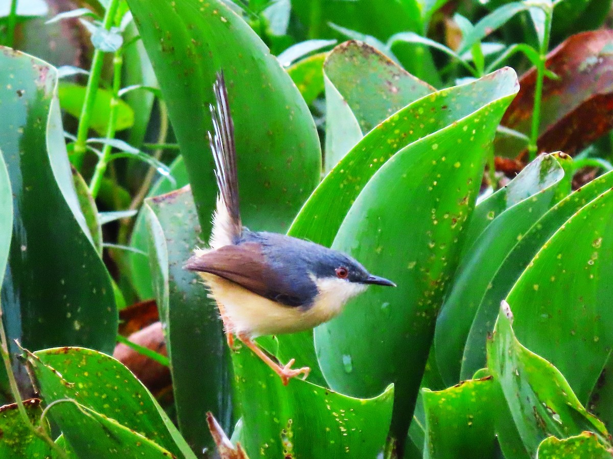 Ashy Prinia - ML613208362