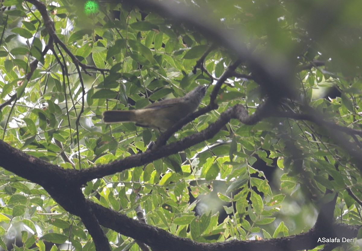 Plain Greenbul (curvirostris) - ML613208449