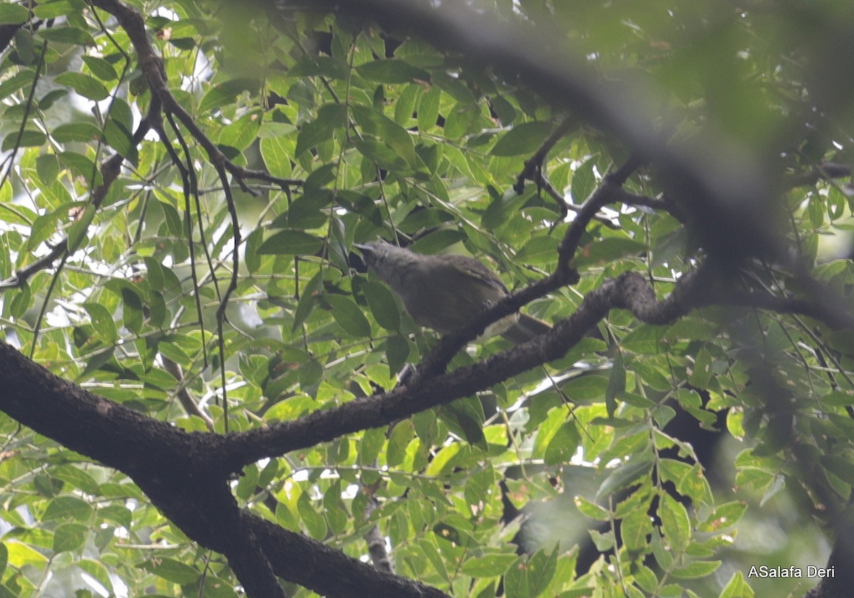 Plain Greenbul (curvirostris) - ML613208452