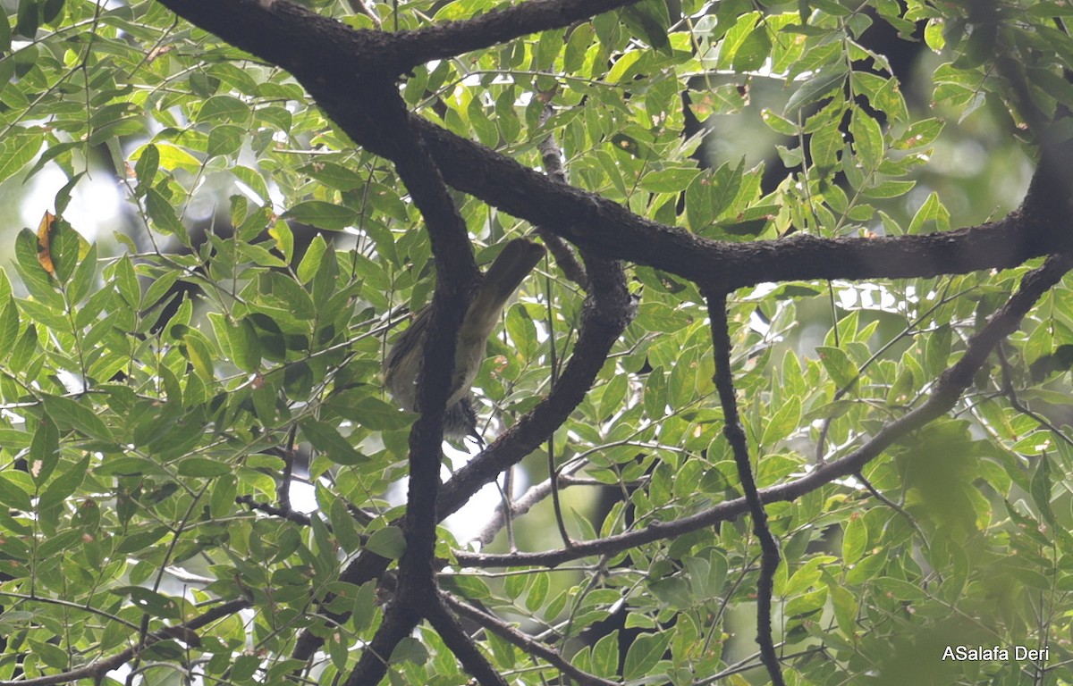 Plain Greenbul (curvirostris) - ML613208453