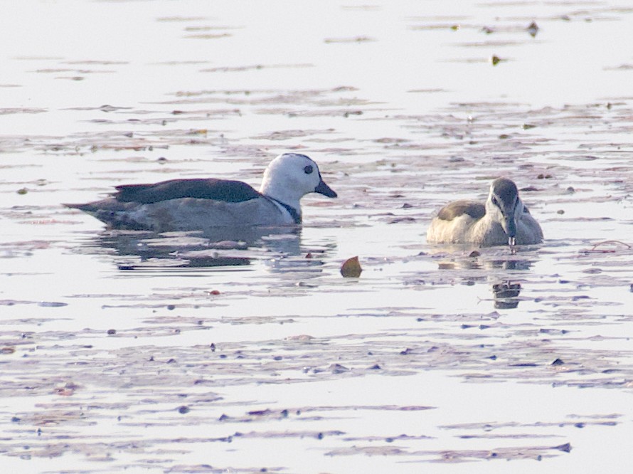 Cotton Pygmy-Goose - ML613208472