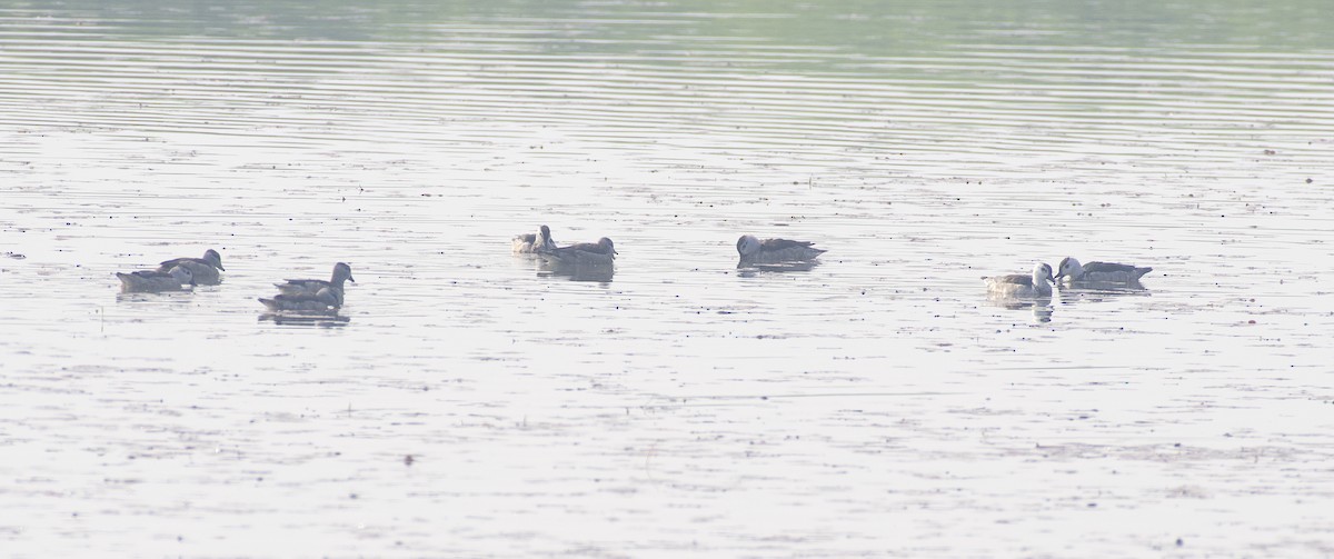 Cotton Pygmy-Goose - ML613208473