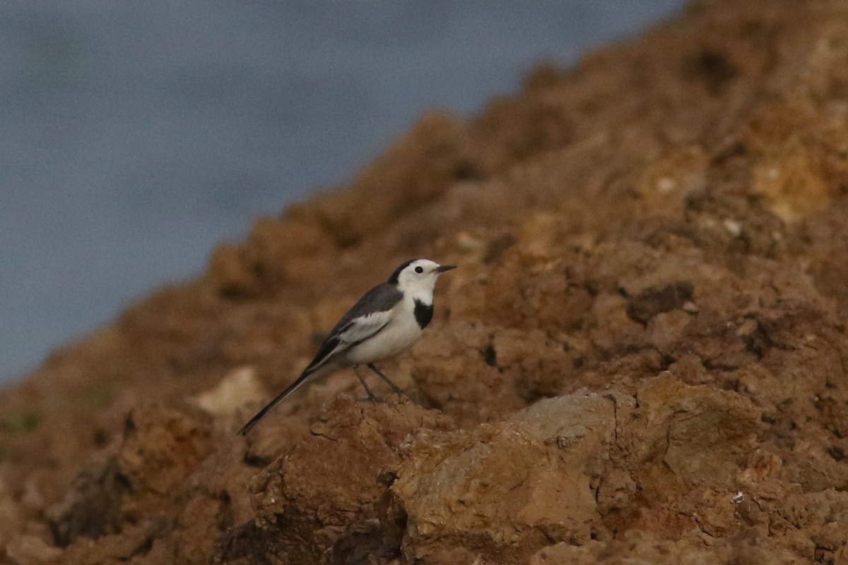 White Wagtail - ML613208521