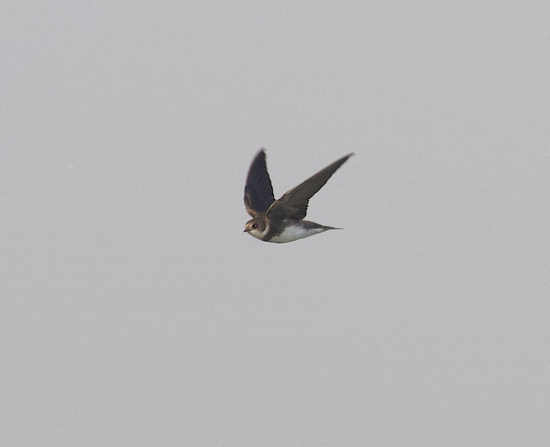 Bank Swallow - ML613208543