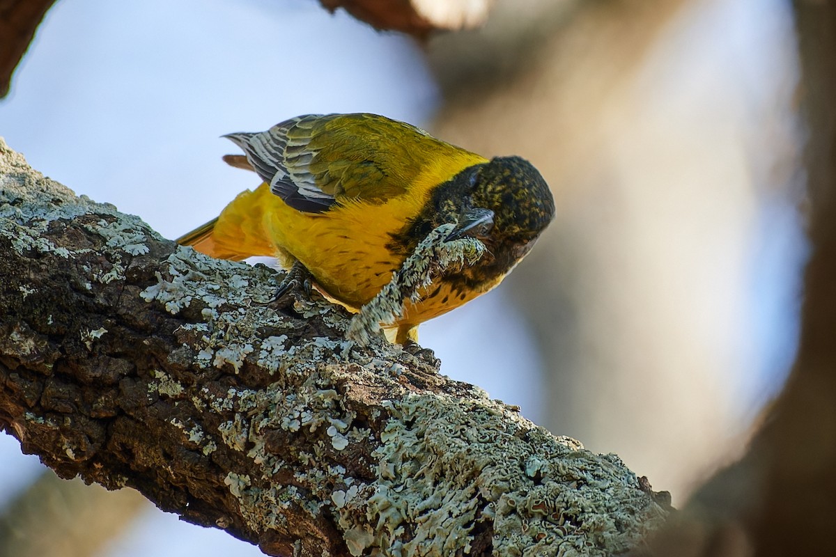 African Black-headed Oriole - Tomáš Grim