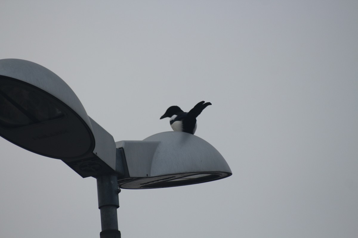 Eurasian Magpie - ML613208615