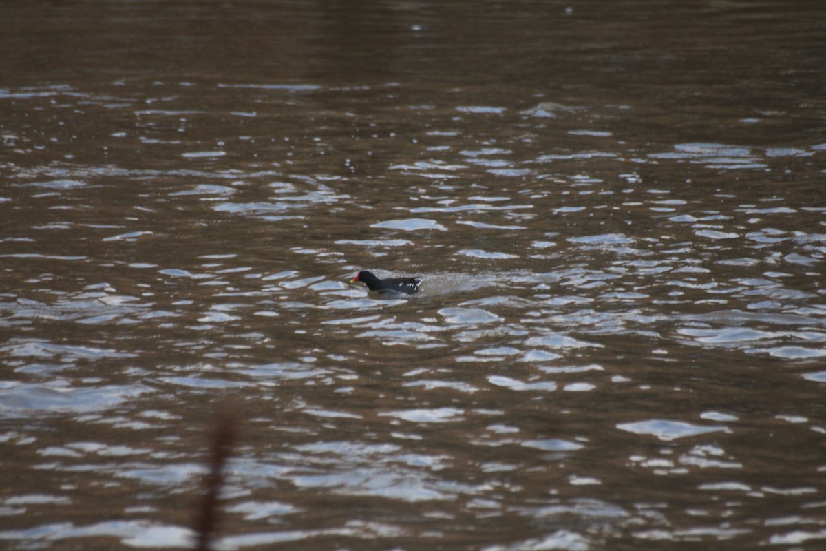 Eurasian Moorhen - ML613208681