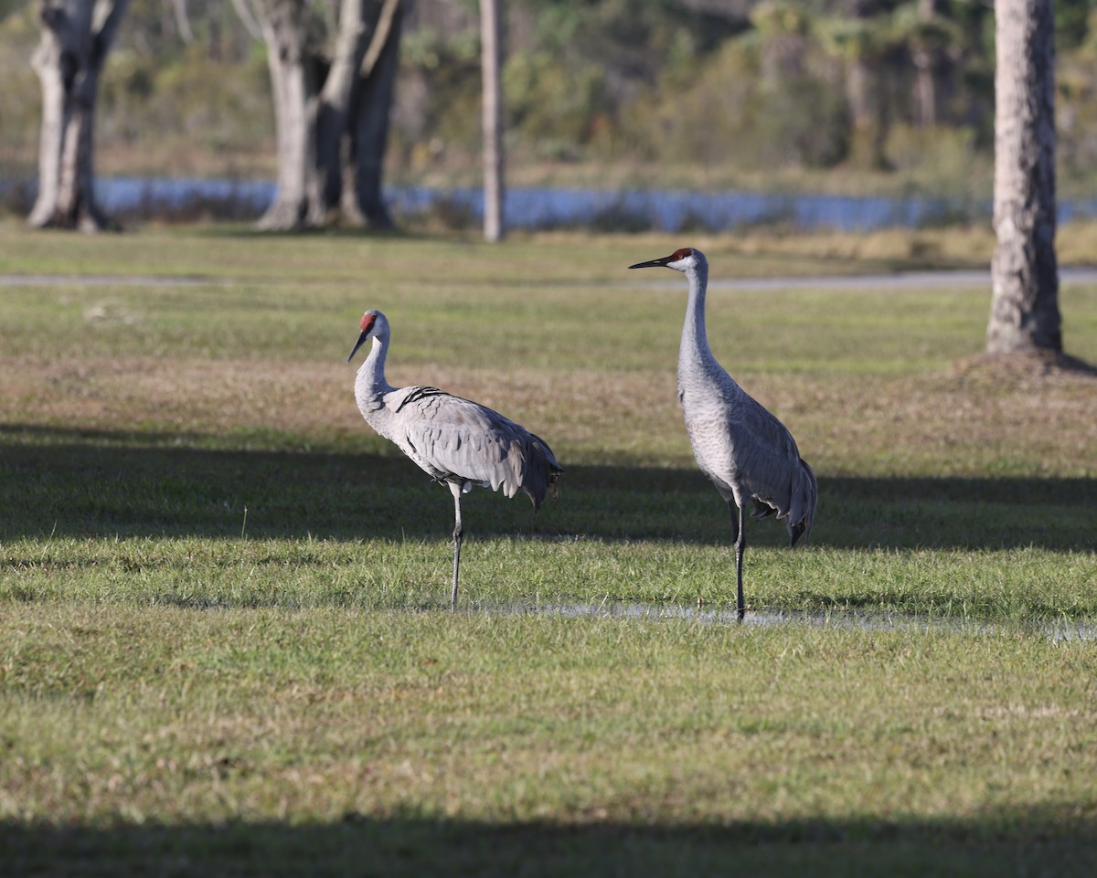 Sandhill Crane - Glenn and Ellen Peterson