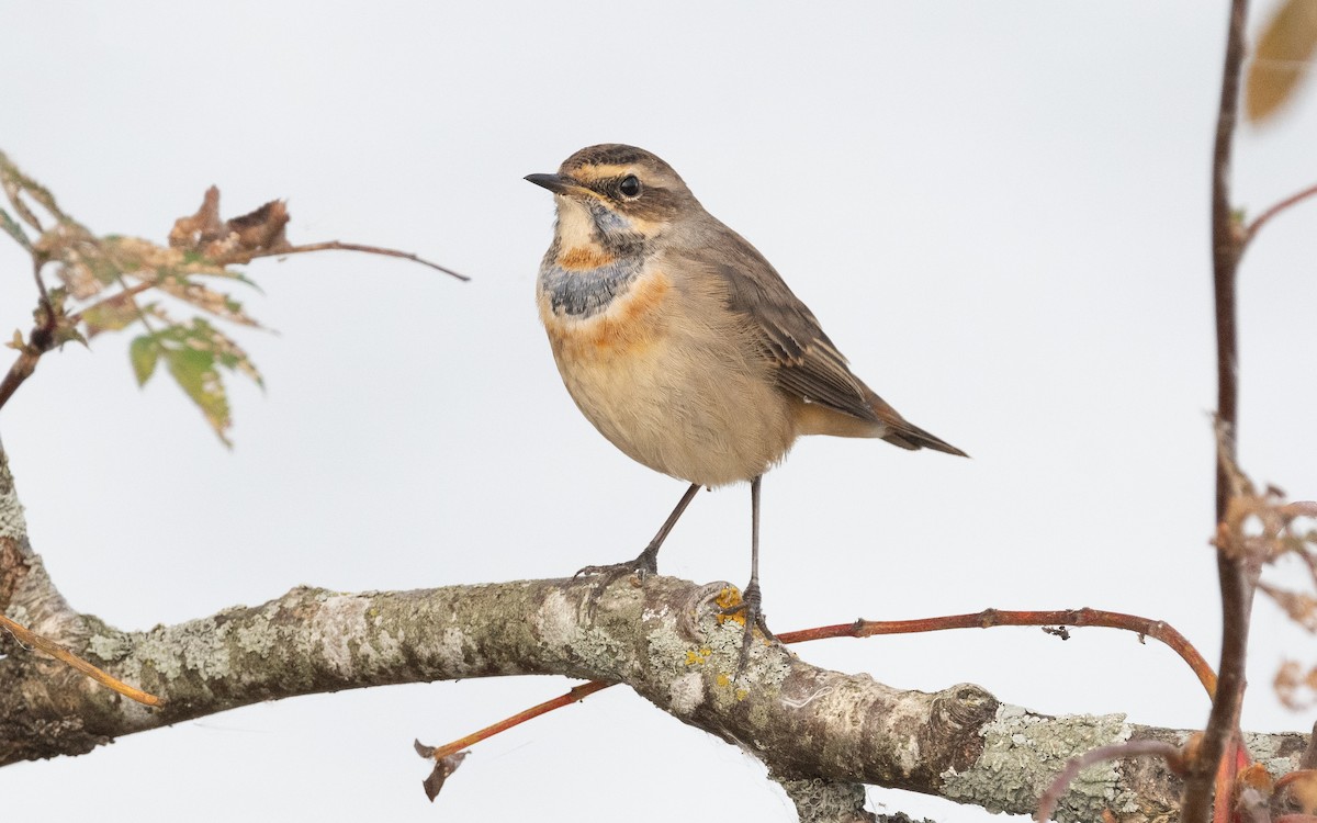Bluethroat - ML613208697