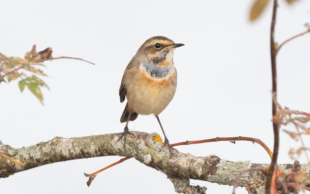 Bluethroat - ML613208698