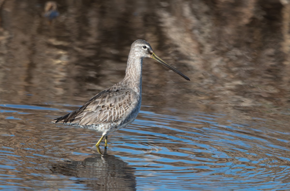 Long-billed Dowitcher - ML613208708