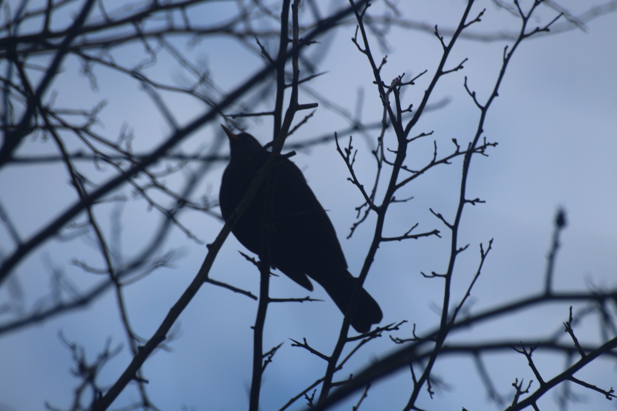 Eurasian Blackbird - ML613208709