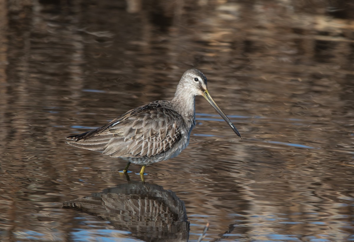 Long-billed Dowitcher - ML613208712