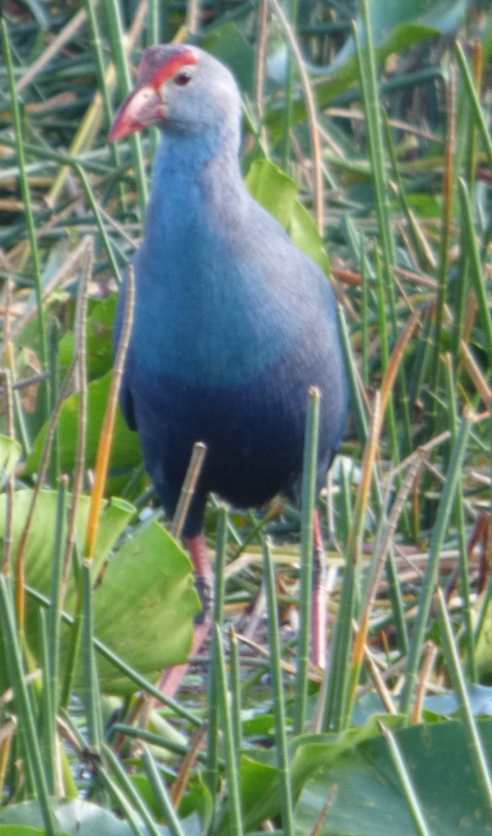 Gray-headed Swamphen - ML613208743