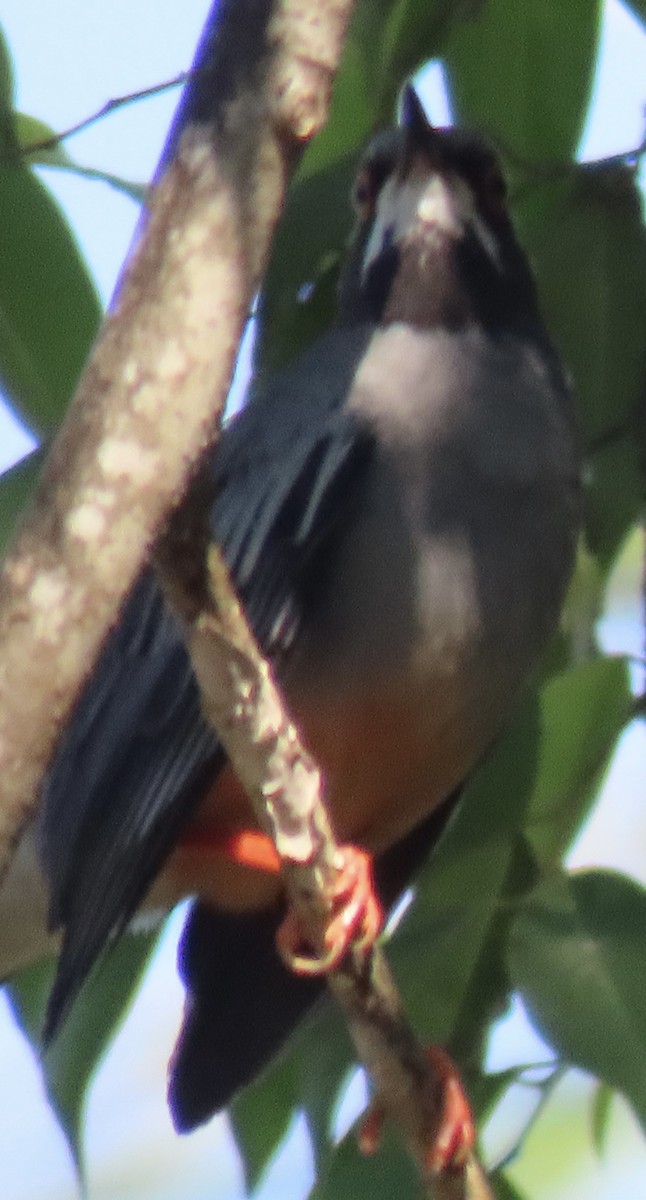 Red-legged Thrush (Cuban) - ML613208776