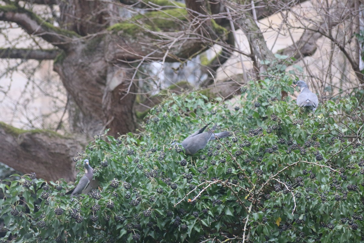 Common Wood-Pigeon - ML613208778