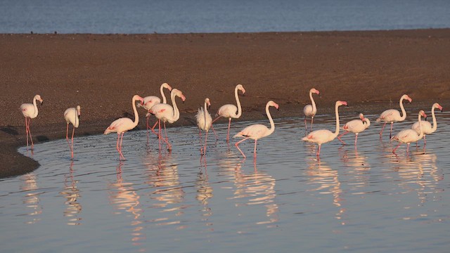 Flamant rose - ML613208807