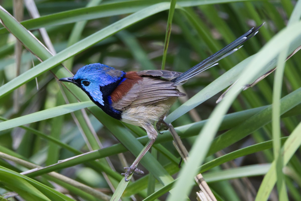 Variegated Fairywren - ML613208808