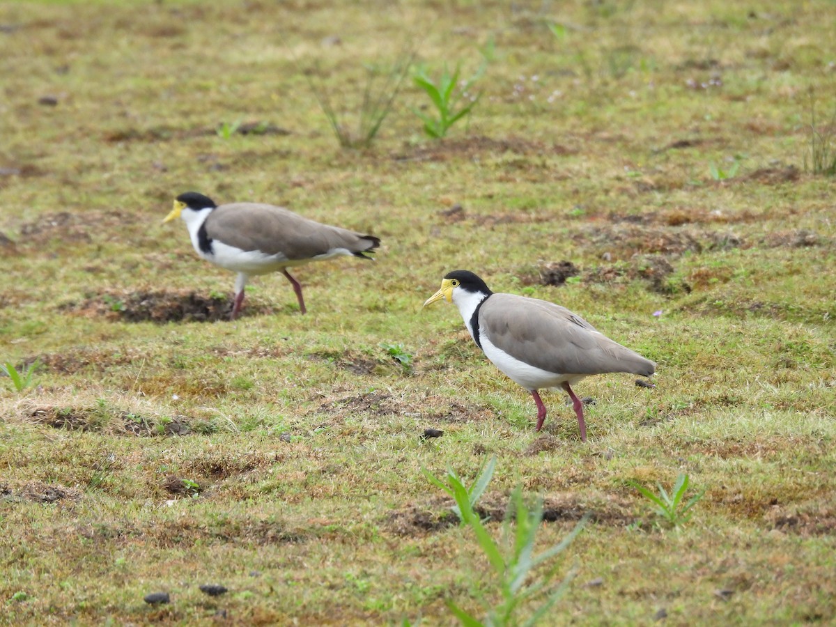 Masked Lapwing - ML613208814