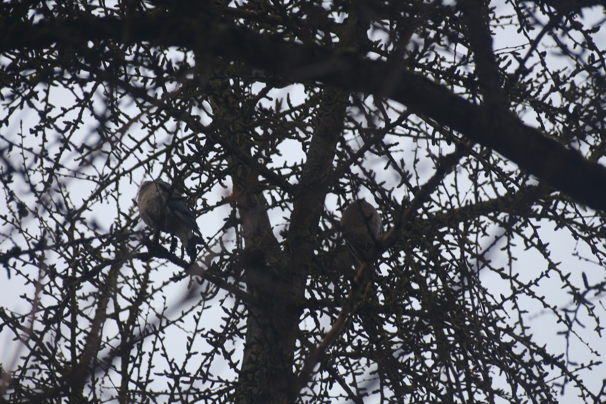 Common Wood-Pigeon - ML613208826