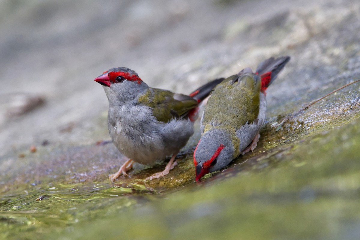 Red-browed Firetail - ML613208831