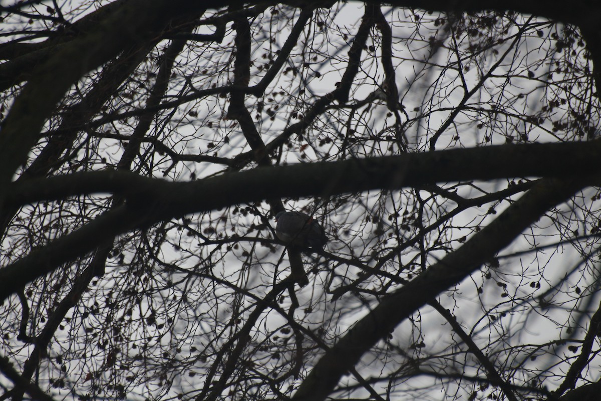 Common Wood-Pigeon - ML613208836