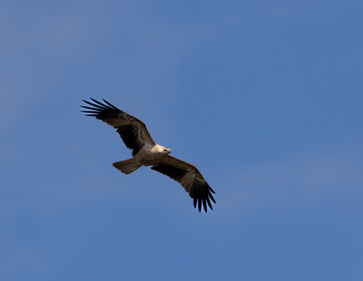 Whistling Kite - ML613208841