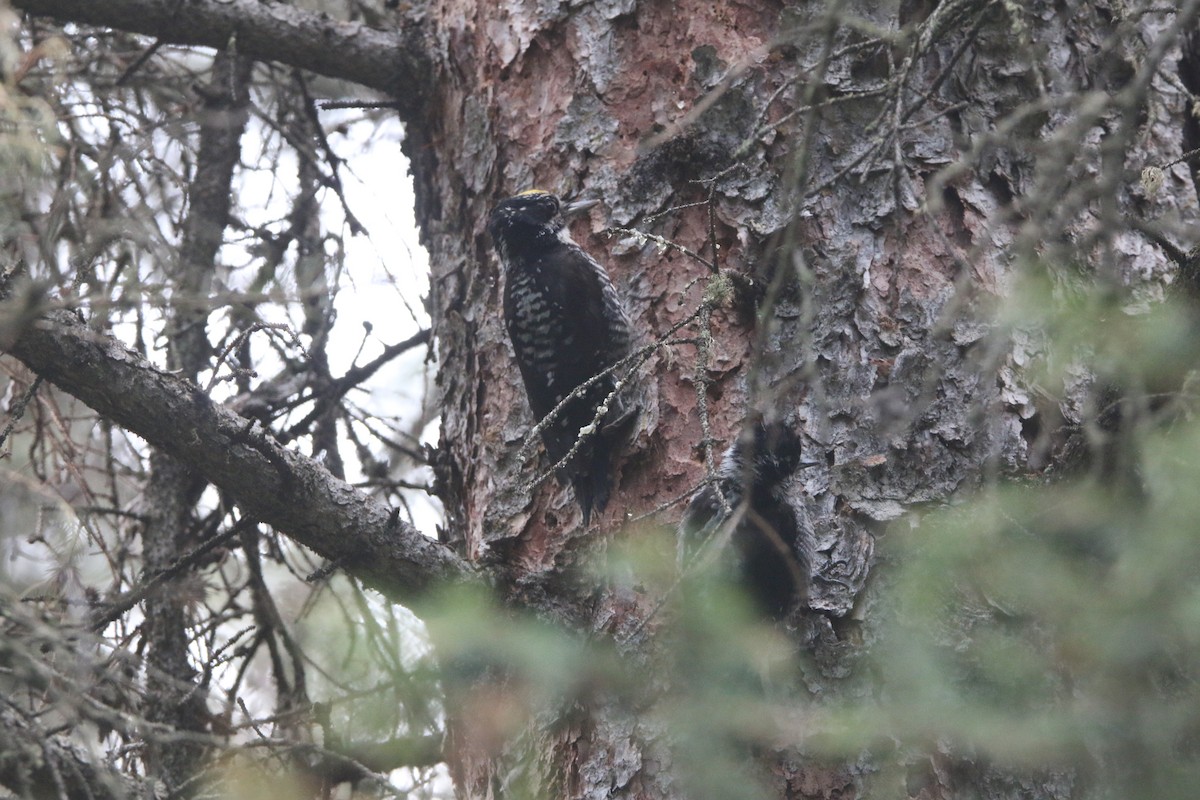 American Three-toed Woodpecker - Nathan Alblas