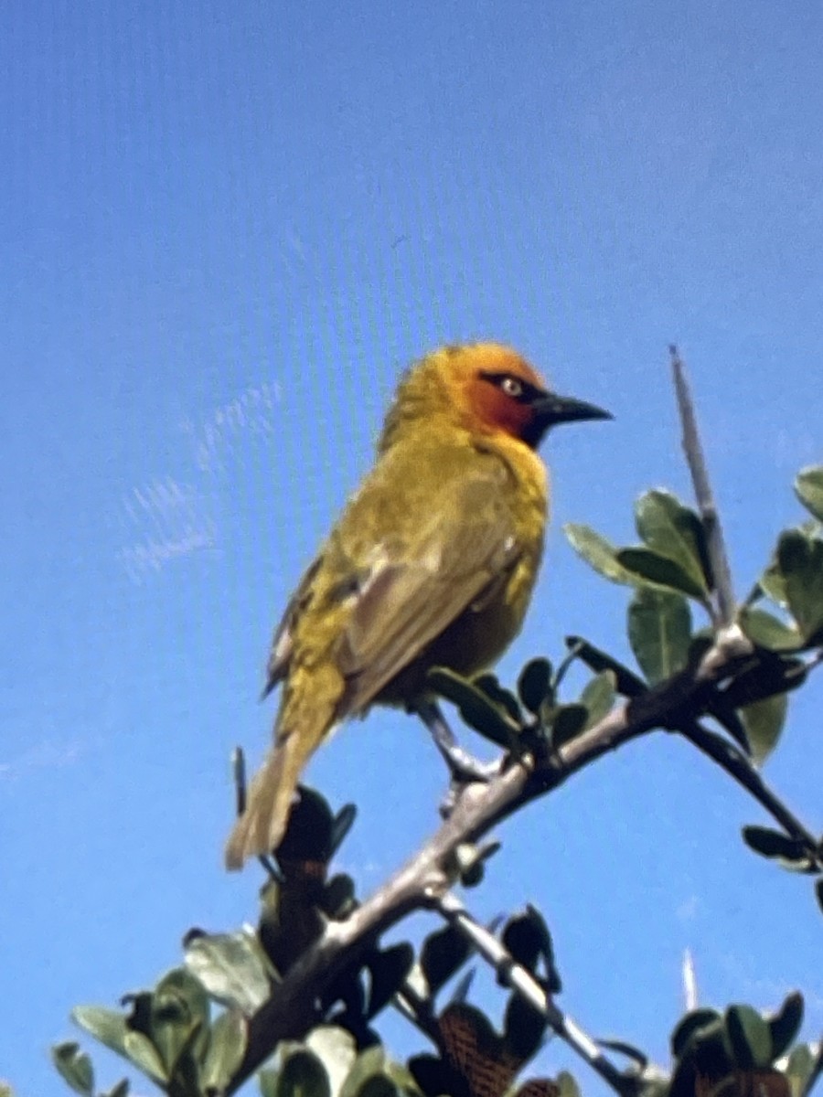 Cape Weaver - ML613208895