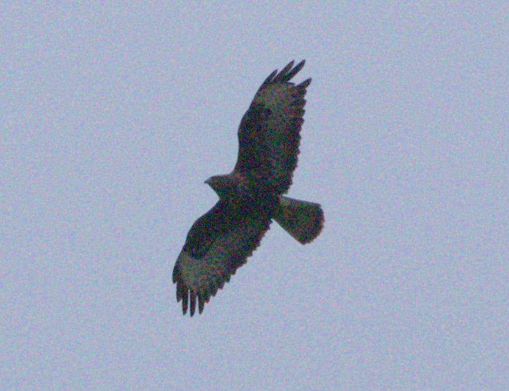 Common Buzzard - Darío Jung