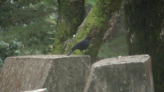 Blue Whistling-Thrush - ML613208973