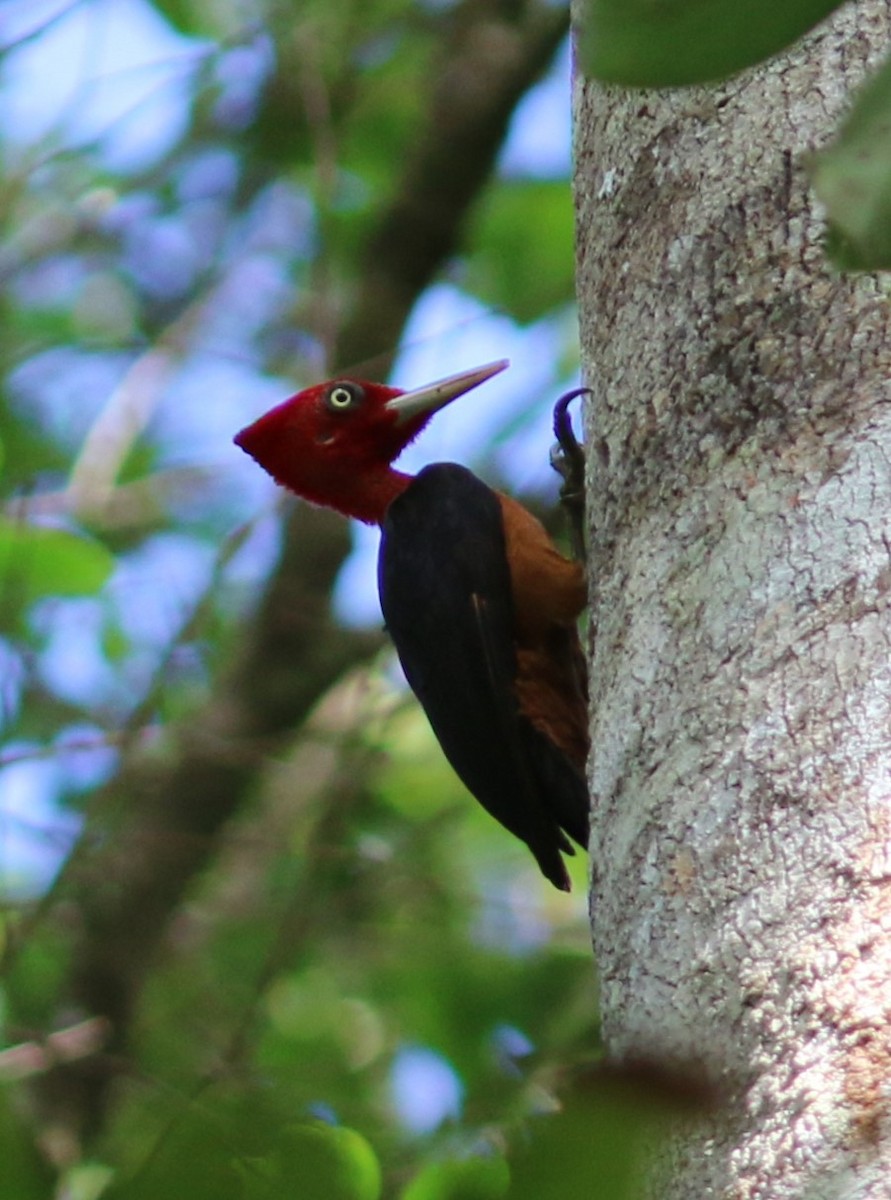Red-necked Woodpecker - ML613209016