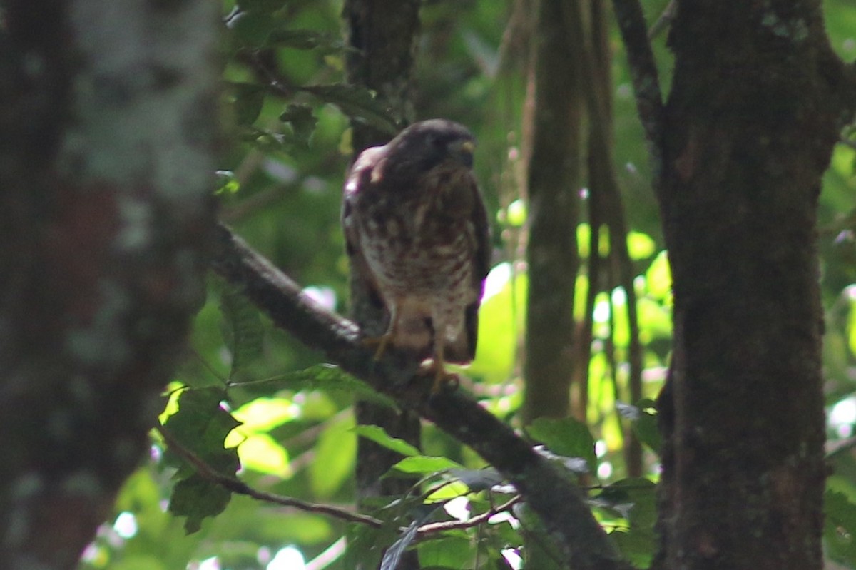 Broad-winged Hawk - ML613209025