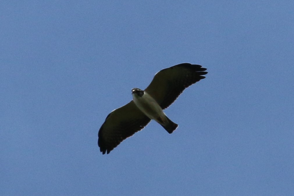 Short-tailed Hawk - ML613209027