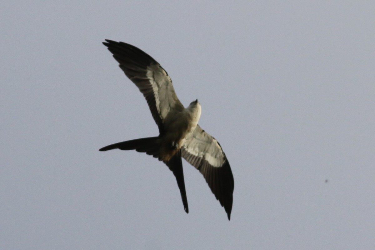 Swallow-tailed Kite - ML613209028