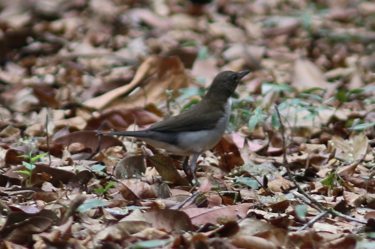 White-necked Thrush - ML613209032