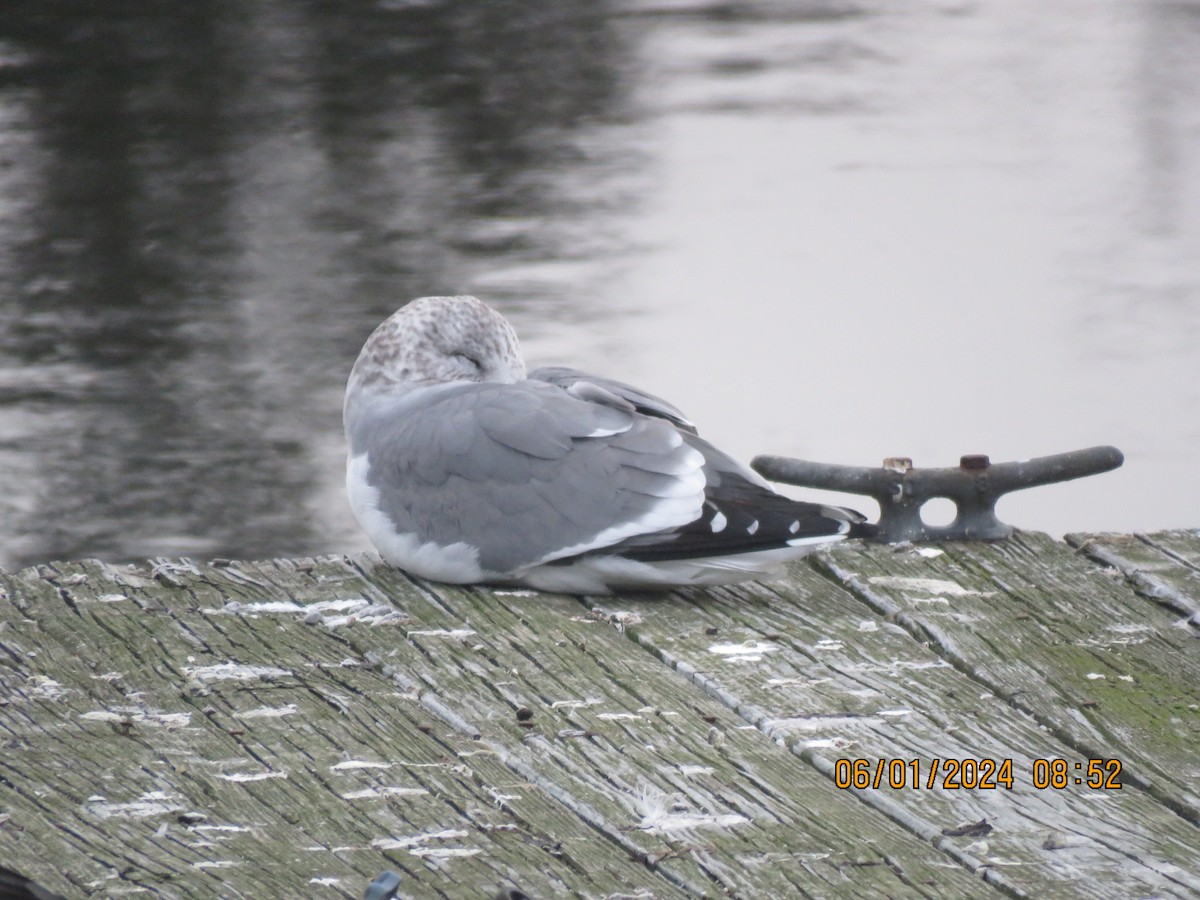 Goéland cendré (kamtschatschensis) - ML613209083