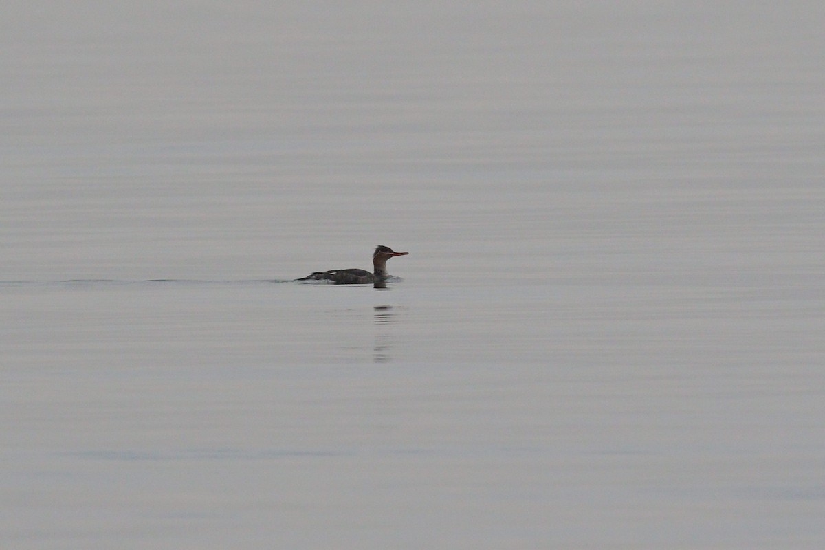 Red-breasted Merganser - ML613209088