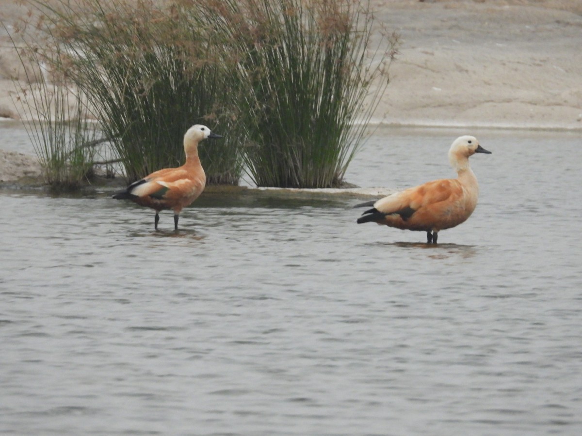 Ruddy Shelduck - Lakshmikant Neve