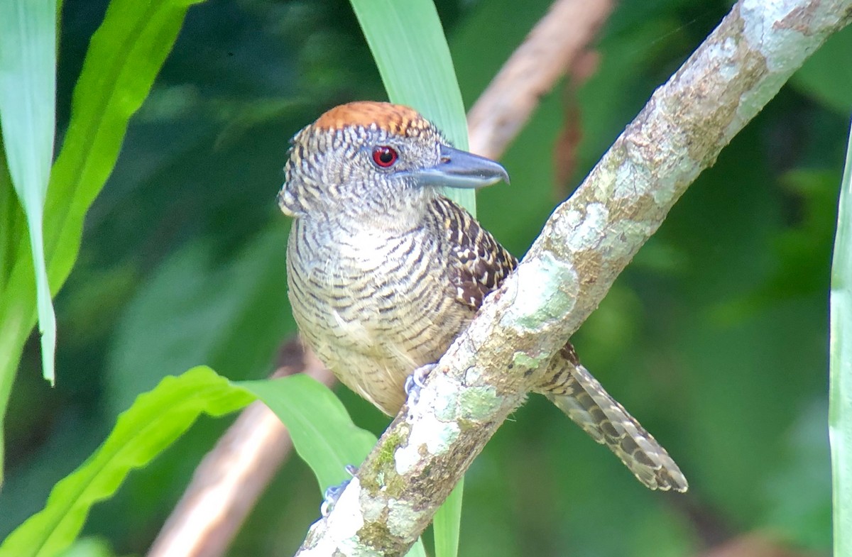 Fasciated Antshrike - ML613209111