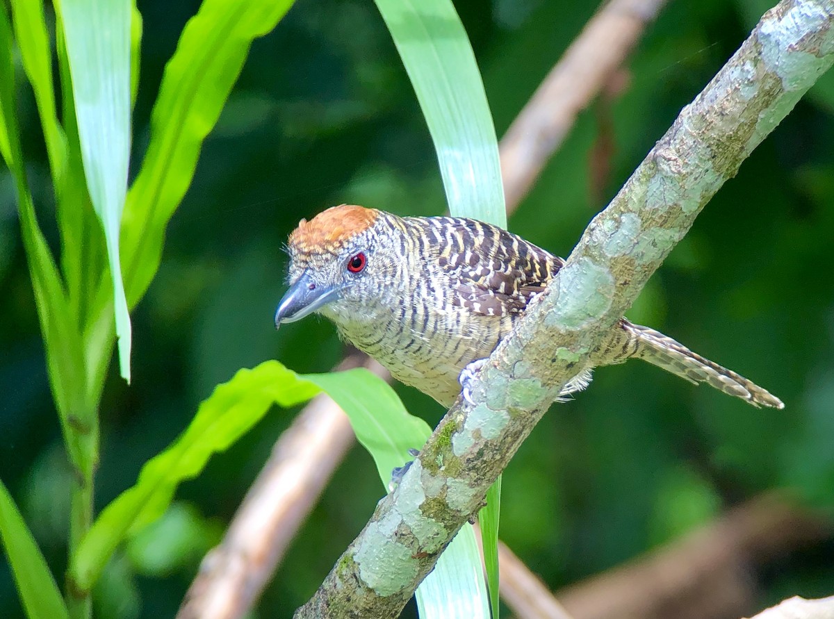 Fasciated Antshrike - ML613209112