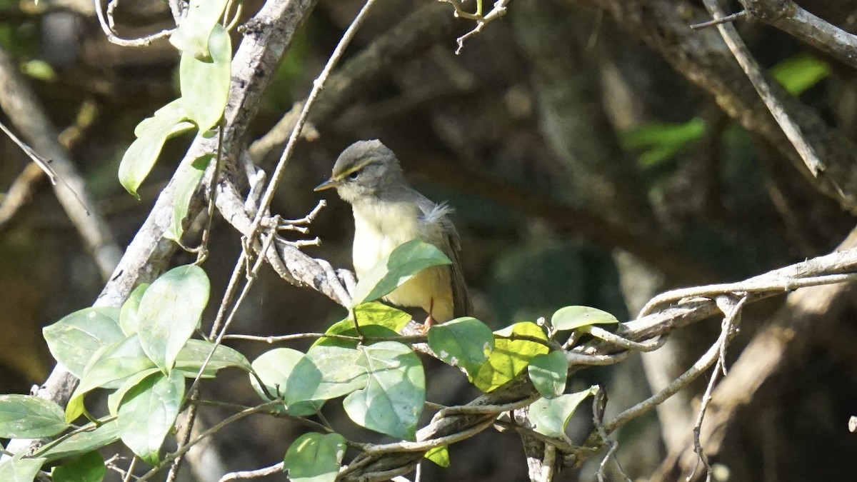 Sulphur-bellied Warbler - ML613209115