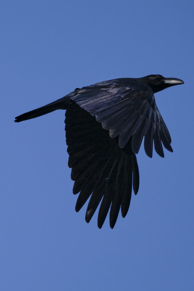 Large-billed Crow - ML613209128