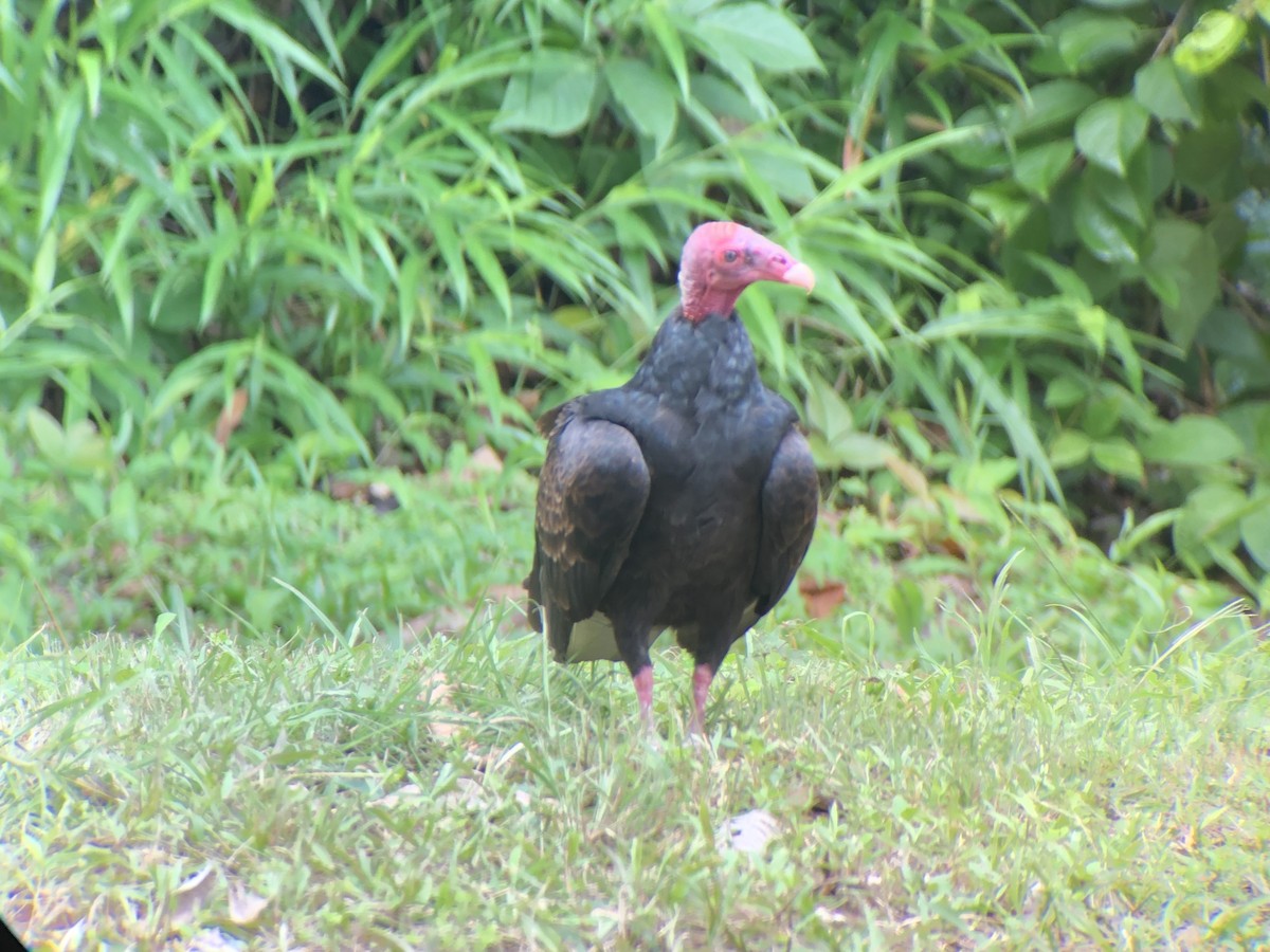 Turkey Vulture - ML613209129