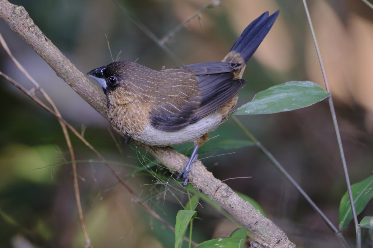 White-rumped Munia - ML613209136