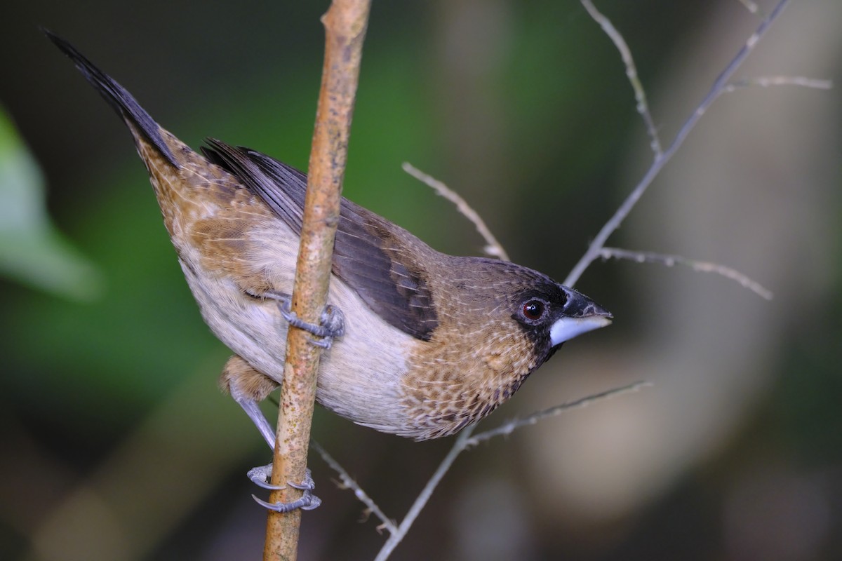 White-rumped Munia - ML613209137