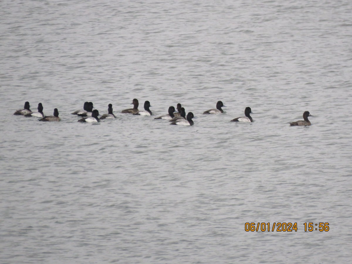 Lesser Scaup - Mark Aronson