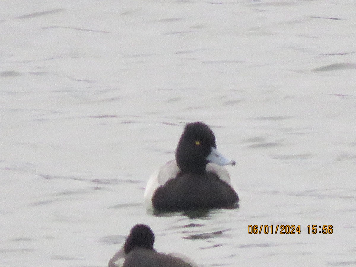 Lesser Scaup - ML613209161